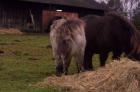 Mini pony hengst