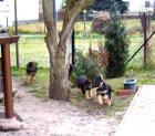 Schäferhundwelpen,rein DDR /blütig in schw/br