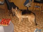 Schöner Schäferhund