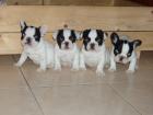 Fr. Bulldoggenwelpen zu verkaufen
