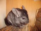 Chinchilla Bock zu verkaufen