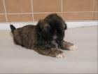 Shih-tzu Welpen