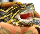 Wasserschildkröten abzugeben