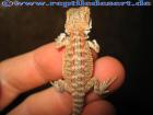 Blood Bartagame Nachzuchten abzugeben