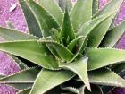 ALOE VERA & COLOSTRUM
