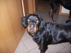 Kinderlieber Familienhund abzugeben