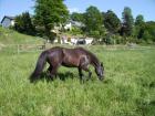 Biete Reitbeteiligung an Weiner Welshstute