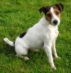 Suche Jack Russel Terrier