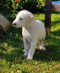 Erni sucht ein passendes Zuhause