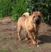 Sharpei Faltenhunde Forum - der Shar Pei www.faltenhunde-forum.de Wir sind ein n
