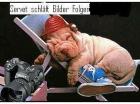 Shar Pai Rüde 13 Monate abzugeben