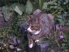 Katze in Köln Esch vermisst 50765