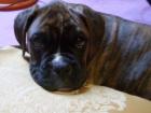 Boxerwelpe vermisst!!