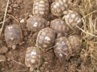 Breitrandschildkröten, NZ2021