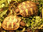Griechische Landschildkröten, NZ2021