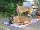 Belgische Schäferhundinen, Malinois 2 Jahre alt