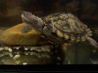 Tausche oder verkaufe Höckerschildkröte