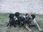 Dogge Argentino Welpen