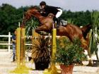 SUCHE Reitbeteiligung!