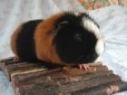 Meerschweinchenbock sucht neue Bleibe