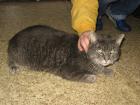 Spike sucht ein neues Zuhause