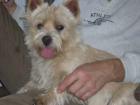 Norwich Terrier