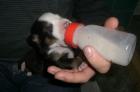 Grosser Schweizer Sennehund