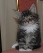Maine Coon Katerchen Damon