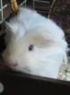 Coronet Meerschweinchen  m