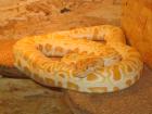 1.1 tigerpython Dnz.06