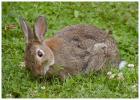 Kaninchen abzugeben