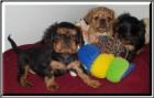 King charles spaniel oder engl
