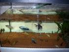 Komplettes Aquarium,Technik,Fische,Fadenfische,Skalare,Mollys,