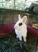 Zwergkaninchen sucht dringent...