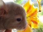 Pastell-Ebony Chinchilla Weibchen kann bald ausziehen