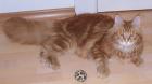 MAINE COON DECKKATER CHAMPION MATOBABOR S ARTUS