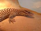 Varanus acanthurus Pärchen