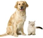 Liebevolle Tierbetreuung von Hund und Katze