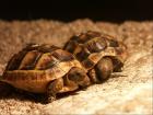 Maurische Landschildkröten Nachzuchten von2021