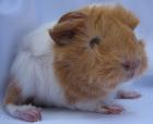 Meerschweinchen Peruaner suchen ein Zuhause