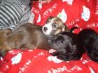 Havanese - Jackrussel Mix welpen