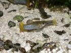 Perugiakärpflinge / Limia perugiae