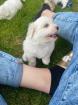 Coton de Tulear Welpen mit eingetragenen papieren aus seriöser Zucht
