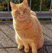 Suche Britisch Kurzhaar Kater rot