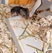 Babyhamster, Dsungarische, 5 Wochen alt, sehr lieb