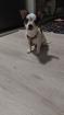 Pincher Rafi sucht liebevolle zu Hause