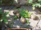 Griechische Landschildkröten-Testudo hermanni boettgeri NZ 2024 zu verkaufen  