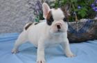 Wunderschöne Reinrassige Französische Bulldogge Welpen mit papieren