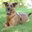 AMY-MA - Mali-Schäferhund-Mix - 7 Jahre - Tierhilfe-Franken e.V.