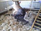 Gerbils/ Mongolische Rennmäuse